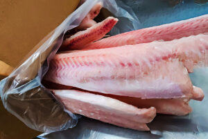 golden conger eel kingclip