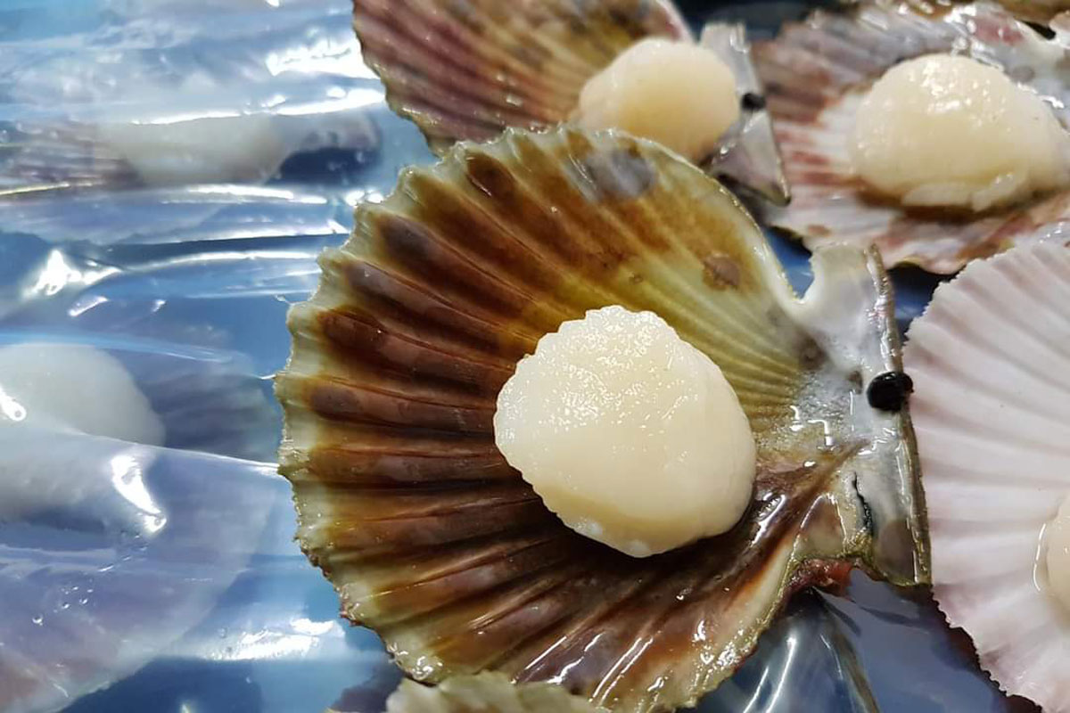 tehuelche scallops