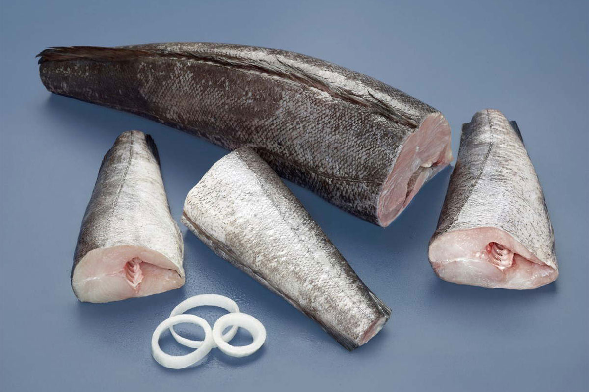 argentine hubbsi hake 1